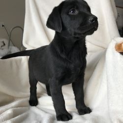 Lexi English Labrador Retriever Puppy (female)