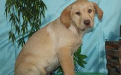 Adorable Labrador Retriever puppies Available Now