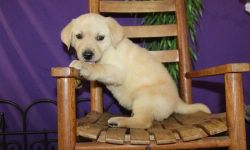 AKC Labrador Retriever puppies available