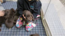 AKC Silver-factor chocolate lab puppies