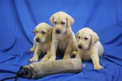 Lab Pups for Sale