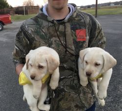 Only two yellow labs left.