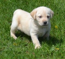 Affectionate Labrador Retriever Puppies