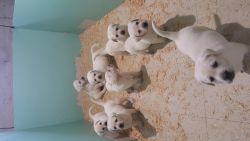 Lots of Loveable Labrador Retriever Puppies
