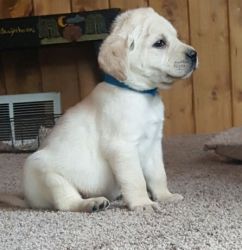 Home Raised Labrador Retriever Puppies For Sale