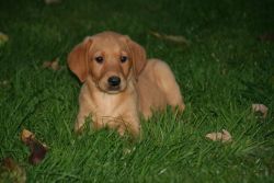 Stunning Labrador Retriever Puppies Male And Female