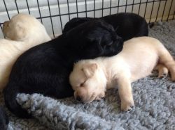Labradors Puppies (xxx) xxx-xxx3