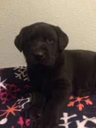Akc Black Labs for sale/ silver factored
