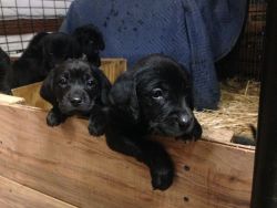 Labrador/Coonhound Puppies