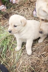 Upcoming Litter of Yellow Labs