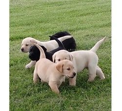 Beautiful Labrador Retrievers Puppies Available