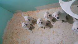 Labrador retriever puppies akc