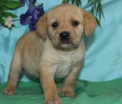 AKC Labrador Retriever Puppies for sale
