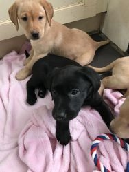 Beautiful Labrador Puppies available