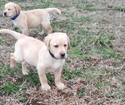 Home raised Labrador Retriever puppies