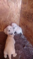 White Lab puppies