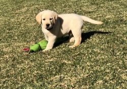 Well trained Active Labrador Retriever Puppies