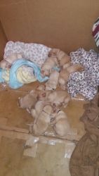 Akc registered yellow labs
