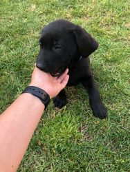 Black Puppy Labs Ready For New Home