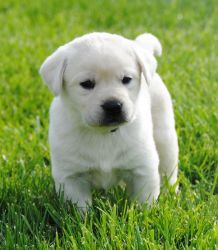 AKC reg Labrador Puppies