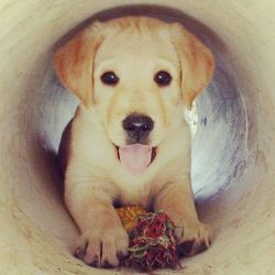 Adorable Labrador Puppies Available +1(7xx) xx0-5xx5
