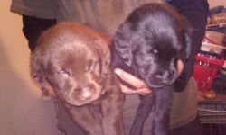 Chocolate and Black Lab Pups