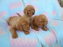 AKC Fox Red Lab Pups for Sale