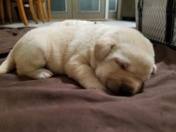 Pure Bred Akc Registered Lab Puppies