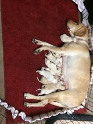 Registered yellow lab pups