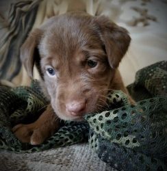 AKC Chocolate Labrador Retriever Pups
