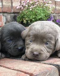 Silver, Charcoal, Champagne Labs