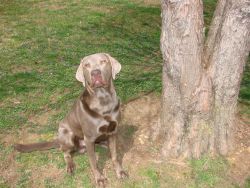 Akc chocolate Labrador retrievers (silver factored)