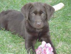 Beautiful Girl Chocolate Labrador Retriever Puppy for Sale