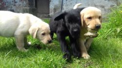 Chocolate Labrador Pups Ready May 10th.xxx-xxx-xxxx..