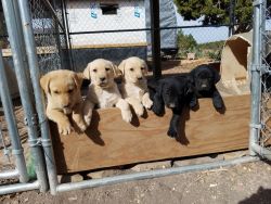 Registered Lab Puppies