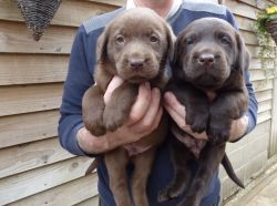 Labrador Retriever Puppies new home