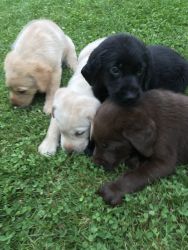 English Labs A.K.C puppies