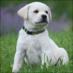 Labrador Retriever Registered Puppies
