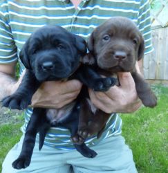 AKC Registered Labrador Retriever Puppies For Sale