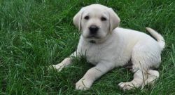 Magnificent Labrador Retriever Puppies For Re-Homing