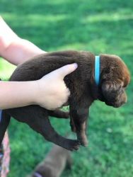 Chocolate Lab Puppies ( Males)