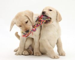 Magnificent Labrador Retriever Puppies For Re-Homing