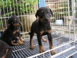 LABRADOR CI Registered Dogs And Puppies for Sale At ~KOLKATA