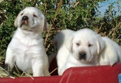 White, Cream, and Yellow Labrador Puppies