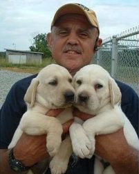 Adorable Male and Female Labrador Retriever Puppies
