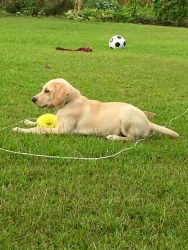Labrador full AKC registered yellow female 12 weeks old