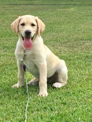 Labrador akc registered yellow 12 weeks old female puppy