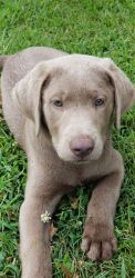 Silver Lab Puppies ( Males)
