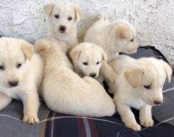 Sweat Labrador Retriever Puppies For Rehomin