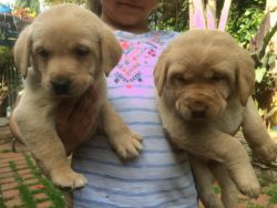6 Beautiful Yellow Labrador retriever puppies